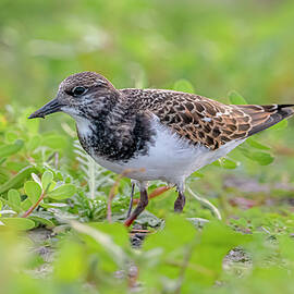 Ruddy Turnstone Foraging by Morris Finkelstein