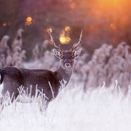 Rudolph the Red Sky Fallow Deer by Roeselien Raimond