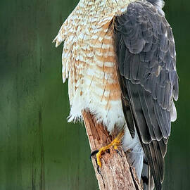 Ruffled Hawk by Tina LeCour