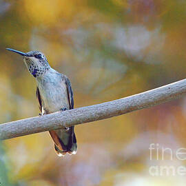 Rufous in the Colored Leaves