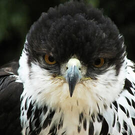 African Hawk-Eagle Portrait by James Dower