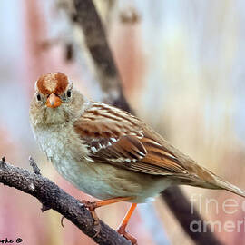 Rufous-winged Sparrow by Bunny Clarke
