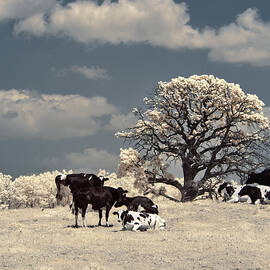 Ruminating at the Oak -  Holstein herd enjoying a lazy afternoon in pasture- infrared  by Peter Herman