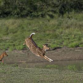 Running Away from Dhole by Puttaswamy Ravishankar