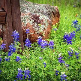 Rural Texas Bluebonnets  by Harriet Feagin
