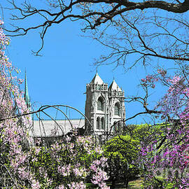 Sacred Heart Basilica Framed by Cherry Blossoms by Regina Geoghan