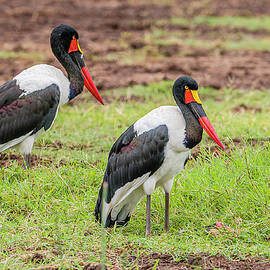Saddle-Billed Storks at Lake Manyara by Morris Finkelstein