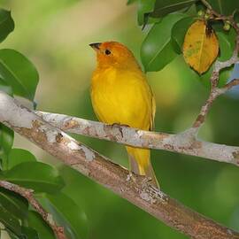 Saffron Finch Male by Marlin and Laura Hum