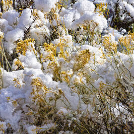 Sagebrush covered by snow, Utah by Tatiana Travelways