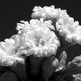 Saguaro Bouquet In Black And White by Douglas Taylor