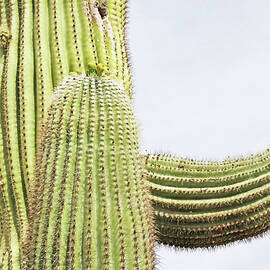 Saguaro Cactus Arizona by Jennie Marie Schell