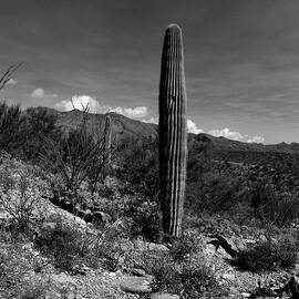 Saguaro Cactus In Desert  by Arni Katz