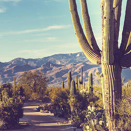 Saguaro National Park by Julien