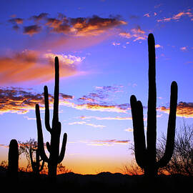 Saguaro Sunset 