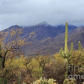 Saguaro Under the Storm by Billy Bateman