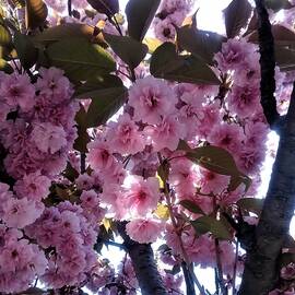 Sakura 2 by Marine B Rosemary