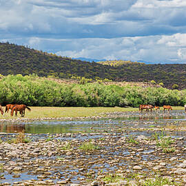 Salt River Panorama by Jurgen Lorenzen