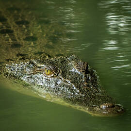 Saltwater Crocodile  by Travelling Fatman