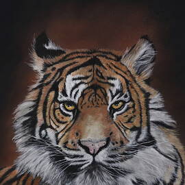 Samatran Tiger by Dreamz -