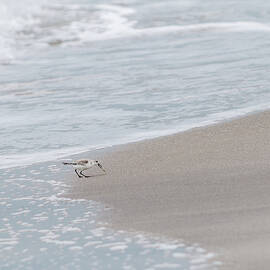 Sanderling on the Beach by Patti Deters