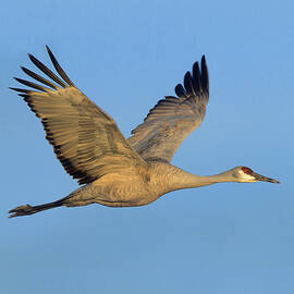 Sandhill Crane by Tim Fitzharris