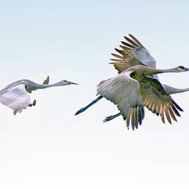 Sandhill Cranes In Flight by Linda Goodman