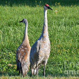 Sandhill Cranes  by Mirabelle Rivera