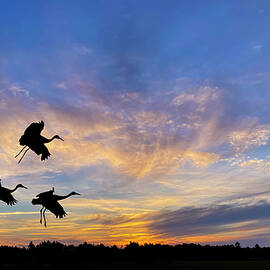 Sandhill Cranes Sunset Silhouette by Patti Deters