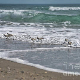 Sandpipers in the Surf by Kelley Freel-Ebner