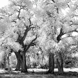 Santa Fe New Mexico Cottonwoods by Rebecca Herranen