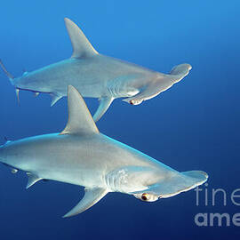 Scalopped Hammerheads by Norbert Probst