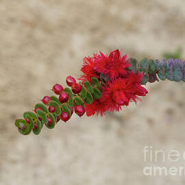 Scarlet Feather Flower - Verticordia grandis by Elaine Teague
