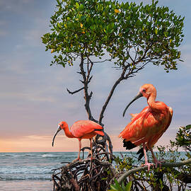 Scarlet Ibis and Mangroves by Spadecaller