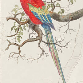 Scarlet Macaw by World Art Collective