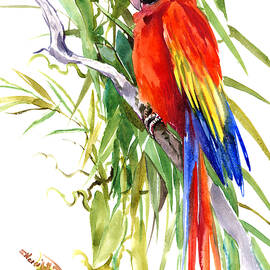 Scarlet Macaw, tropical Jungle Parrot by Suren Nersisyan
