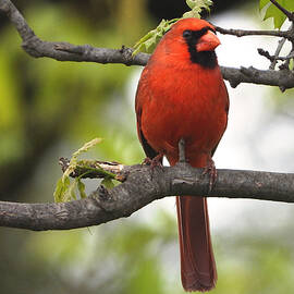 Scarlet Red Cardinal by Living Color Photography Lorraine Lynch