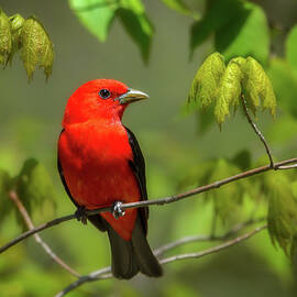 Scarlet Tanager by Tracy Munson
