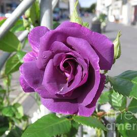 Scottish Rose by World Reflections By Sharon