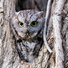 Screech owl - Target Acquired by Puttaswamy Ravishankar