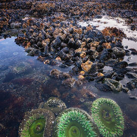 Sea Anemone Sunrise by Darren White