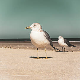 Sea Bird- Square by Janal Koenig