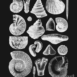 sea shells in black and white by Madame Memento