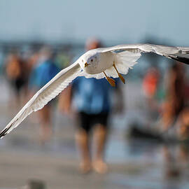 Seagull and People at Beach by Mary Penny Johnson