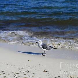 Seagull Florida Keys by Charlene Cox