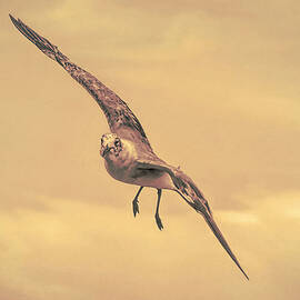 Seagull In Flight by Rick Davis