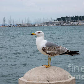 Seagull of Split by DLGoldstein Photography