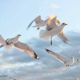 Seagulls dancing in the clouds by Carol Lowbeer