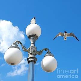 Seagulls Light n Flight SQ by GJ Glorijean