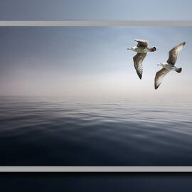 Seagulls Over The Ocean by James DeFazio