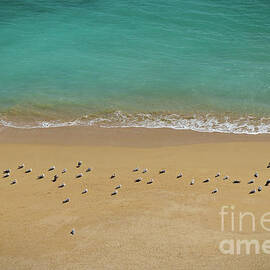 Seagulls Relaxing in Deserta Beach by Angelo DeVal